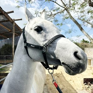 Universal Equestrian Bridle Set - Durable Super Fiber Skin Halter and Lead Rope for Horses, Black, Single Pack